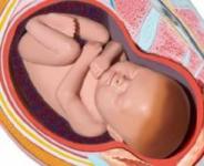 baby-in-womb_1.jpg